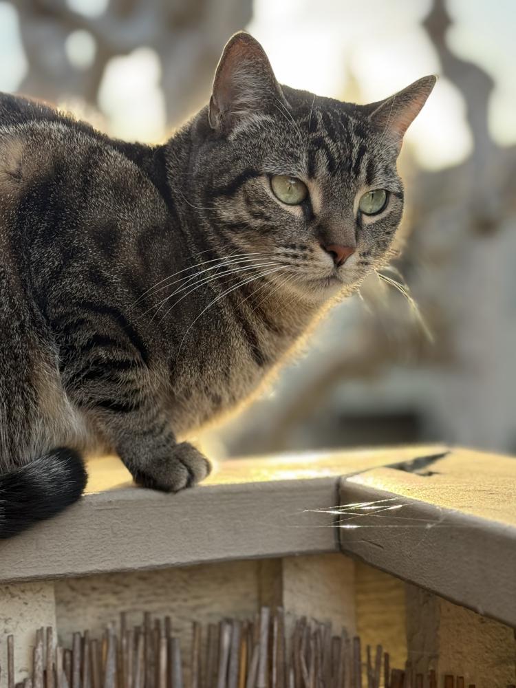 Image of Bosbsa, Lost Cat