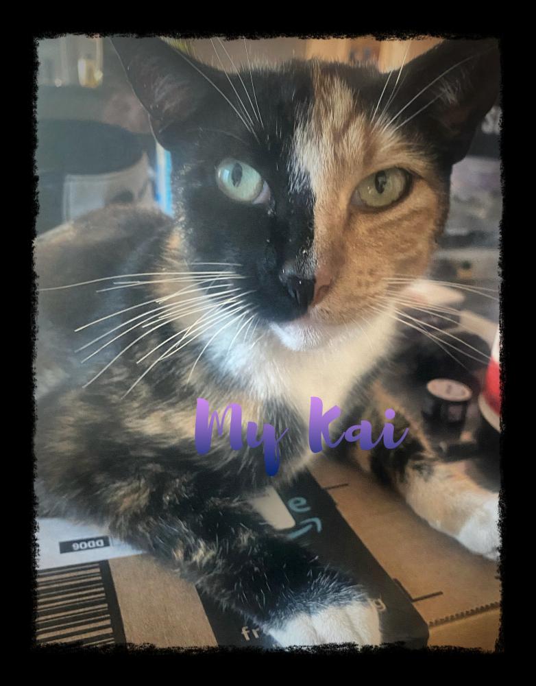 Image of Kai, Lost Cat