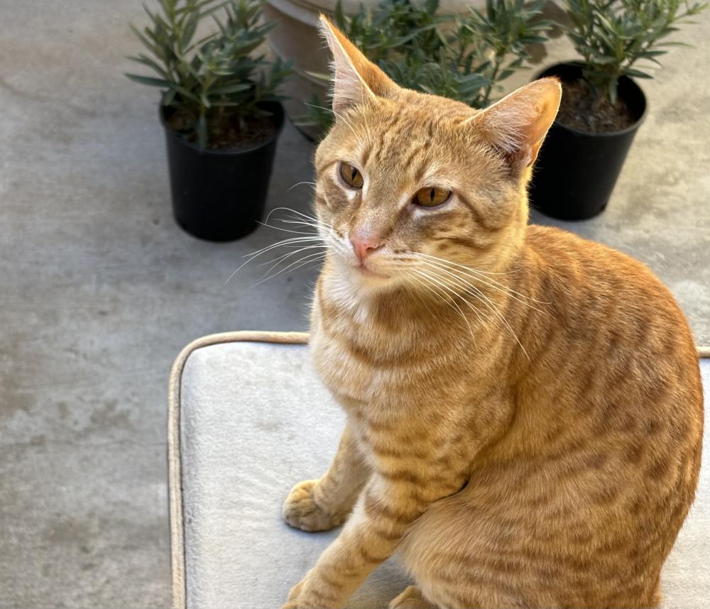 Image of Sobie, Lost Cat