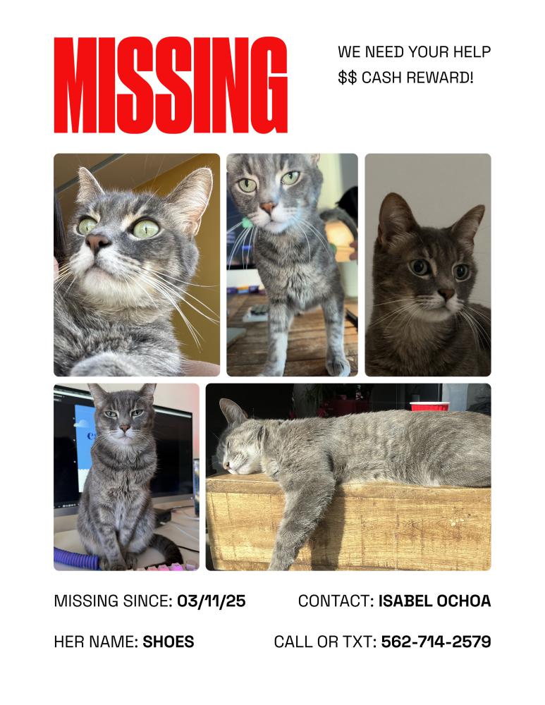 Image of Shoes, Lost Cat