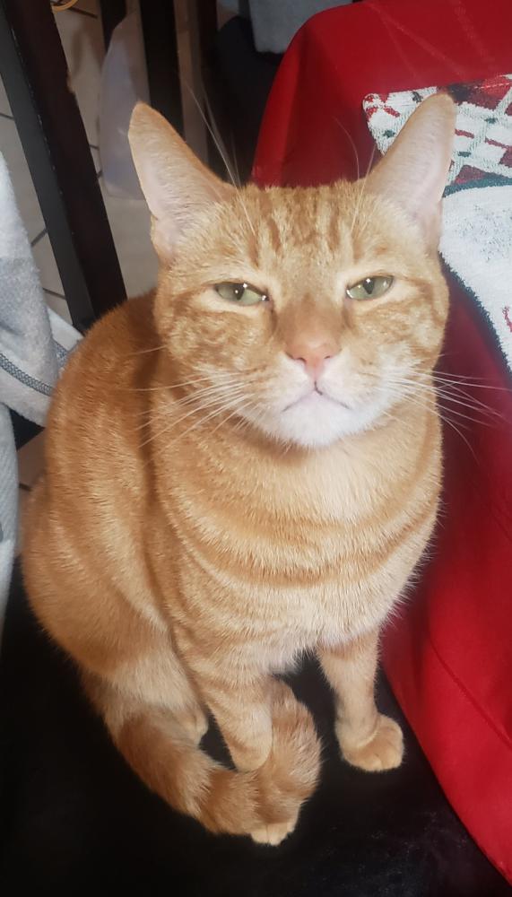 Image of Max, Lost Cat