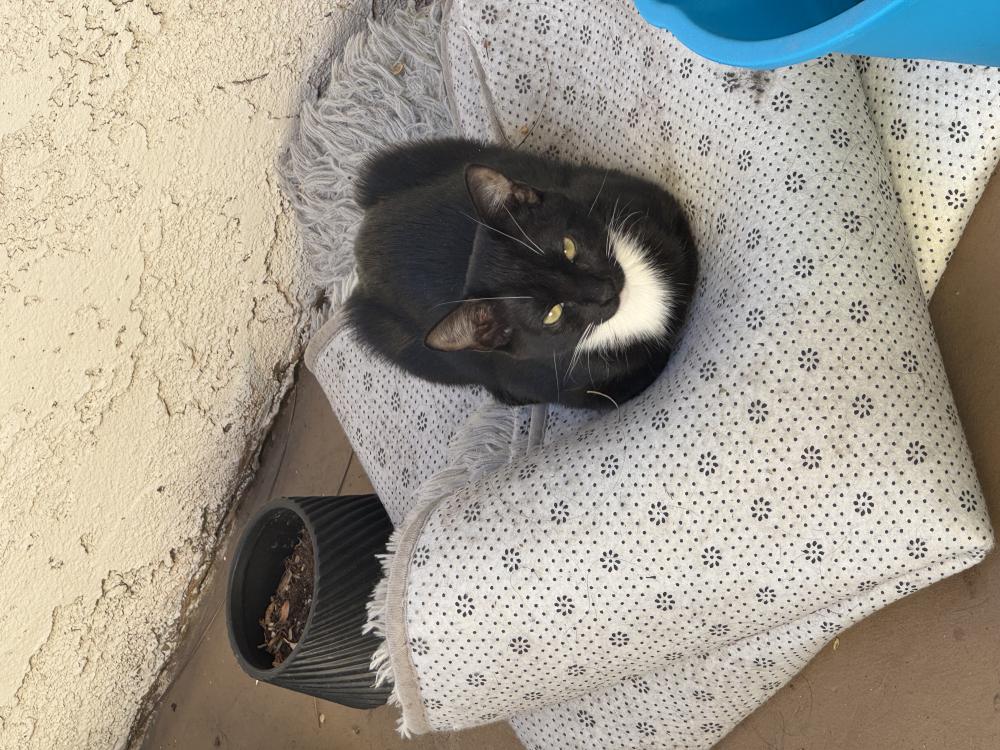 Image of Kooda, Lost Cat