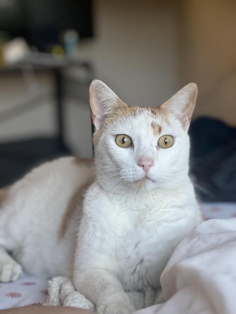 Image of Tumi, Lost Cat