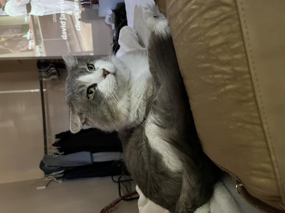 Image of Cherry, Lost Cat