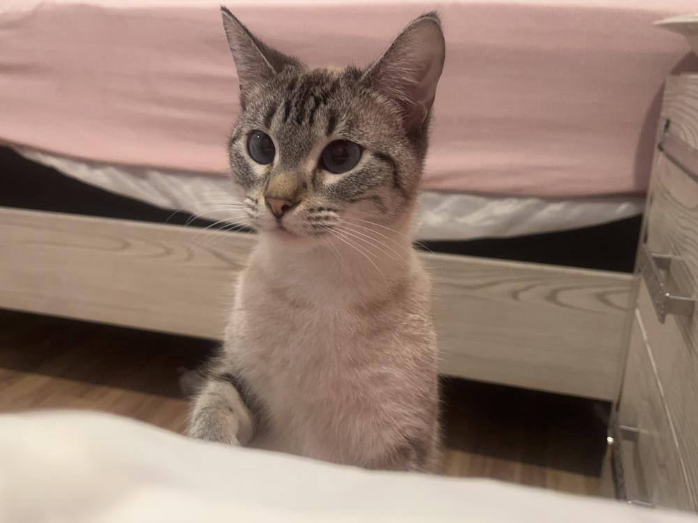 Image of Mimi, Lost Cat
