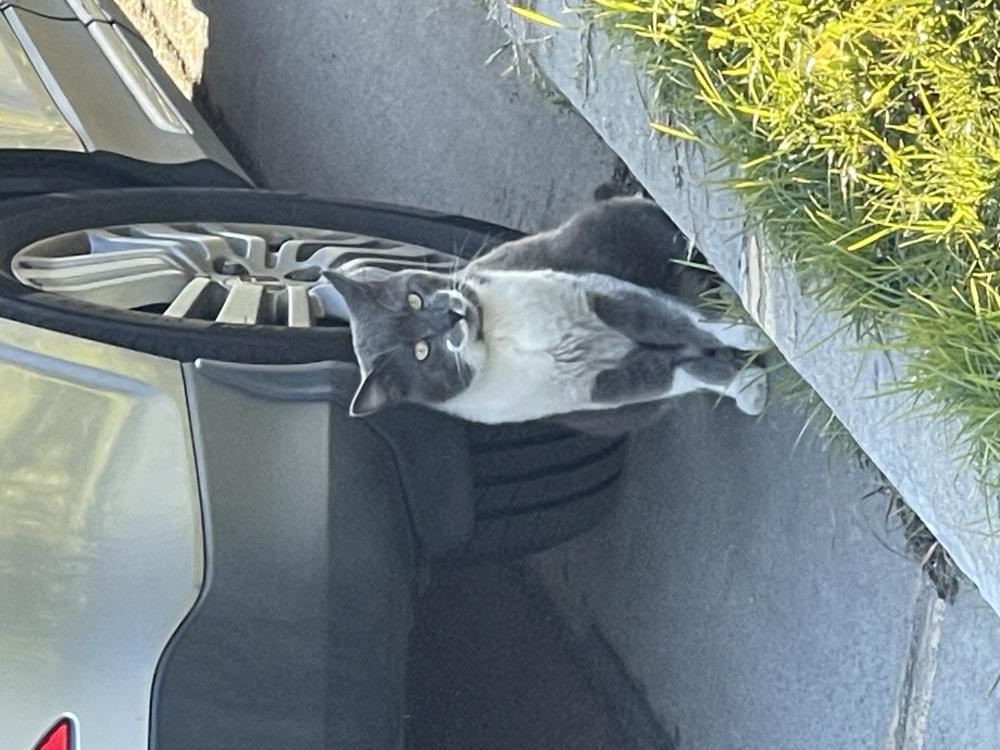 Image of Unknown, Found Cat