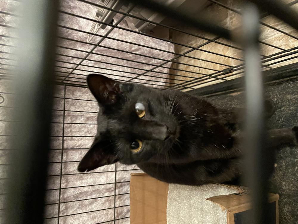 Image of Shadow, Found Cat