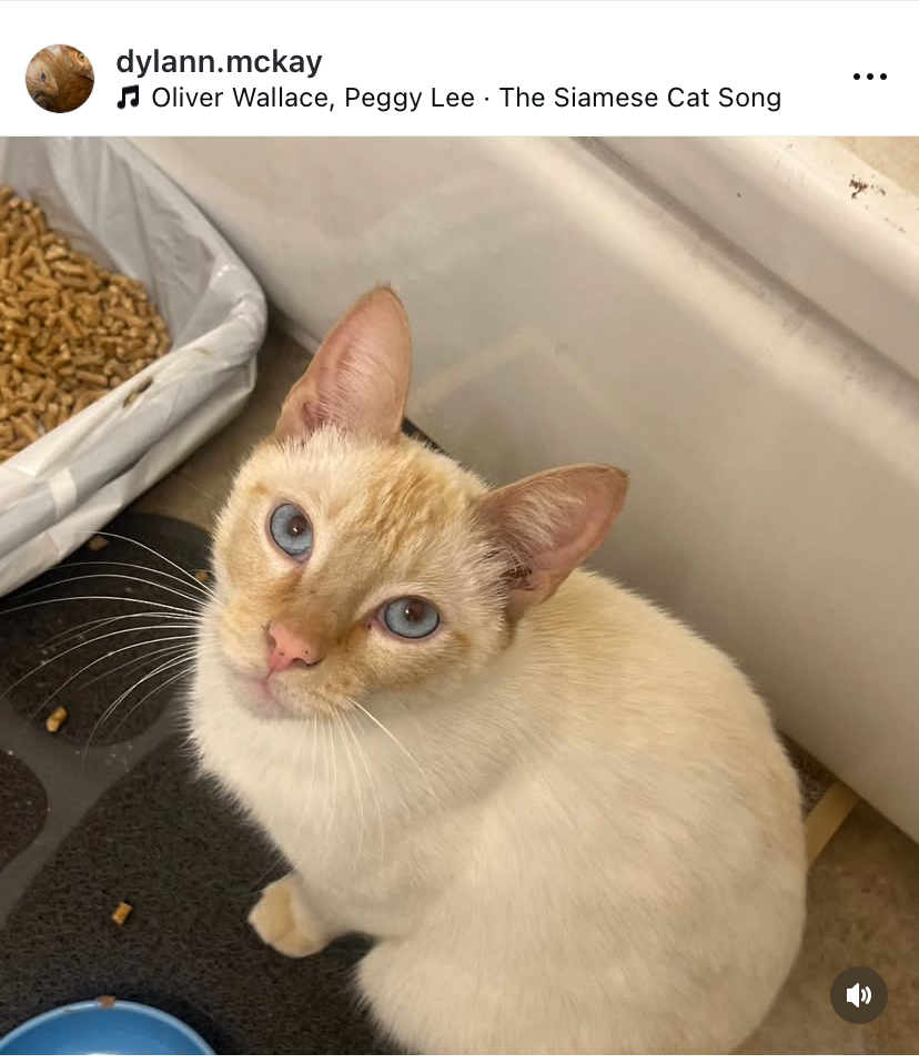Image of Dylan, Lost Cat