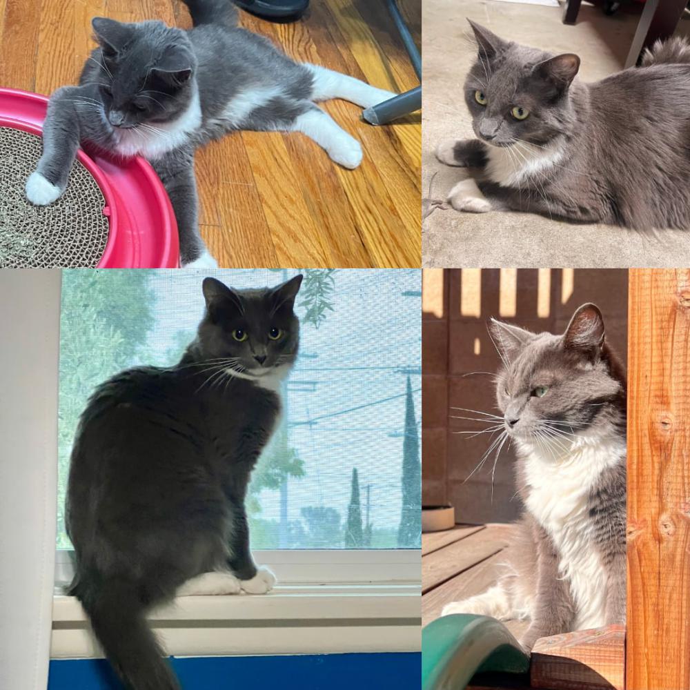 Image of Rainbow, Lost Cat