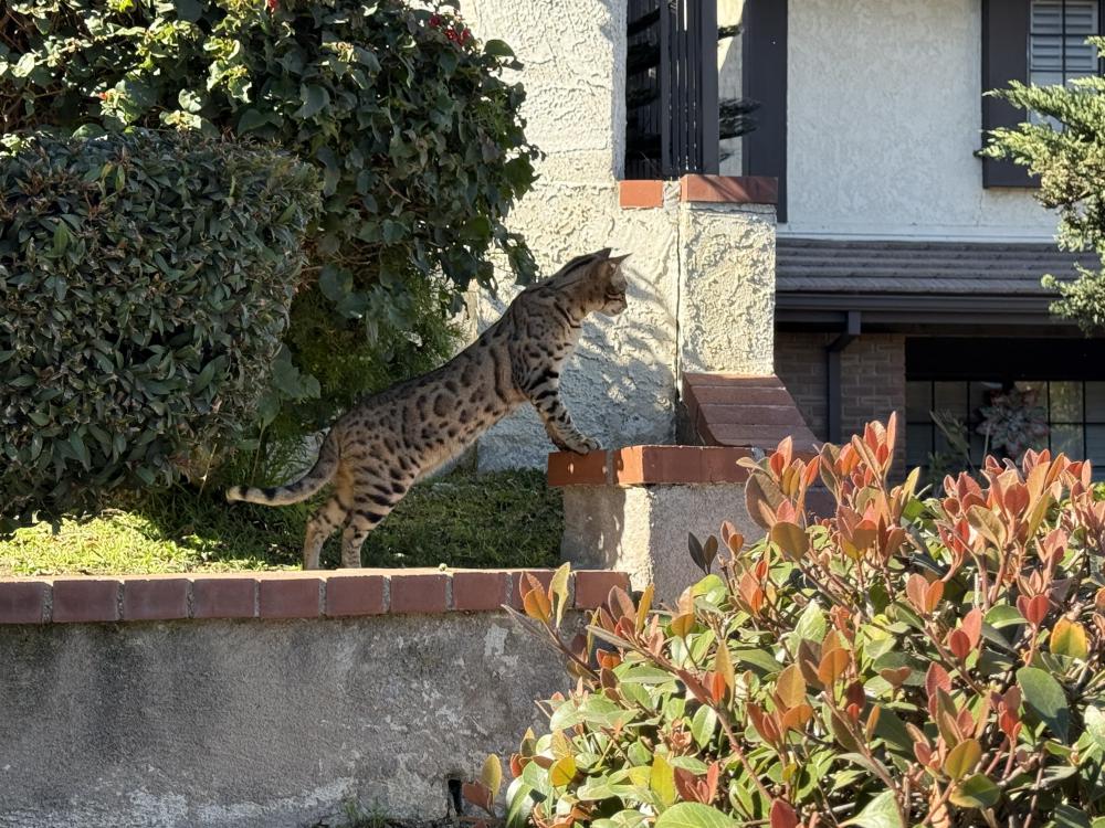 Image of Troy, Lost Cat