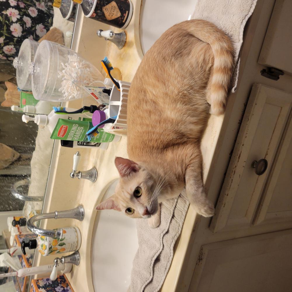 Image of Penny, Lost Cat