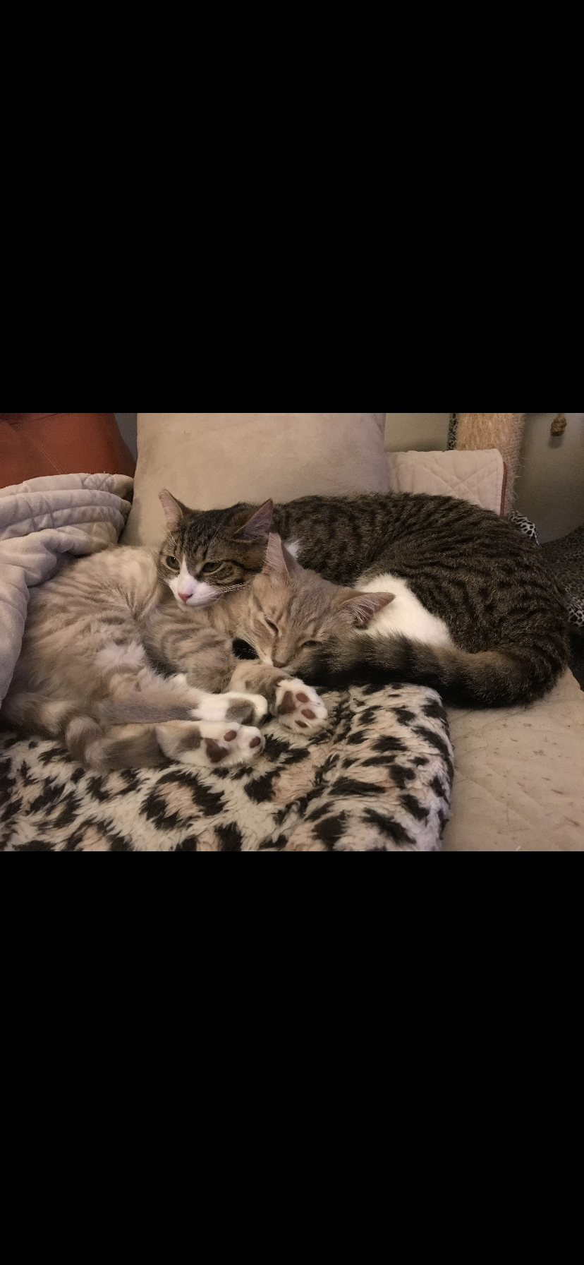 Image of Baby, Lost Cat