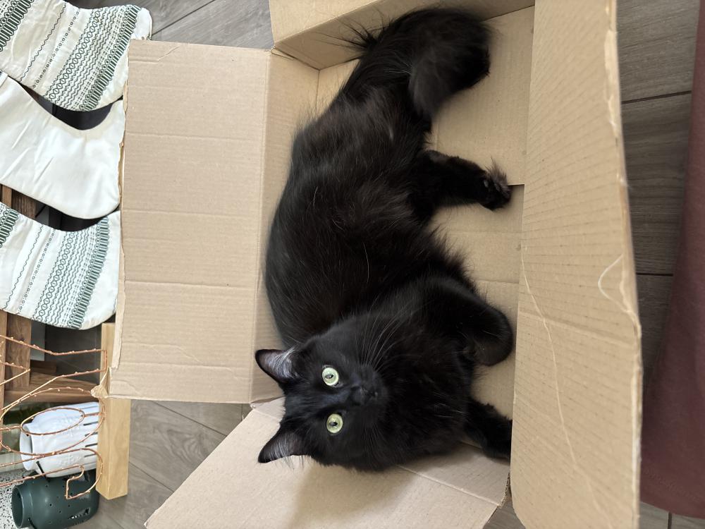 Image of Winnie, Lost Cat