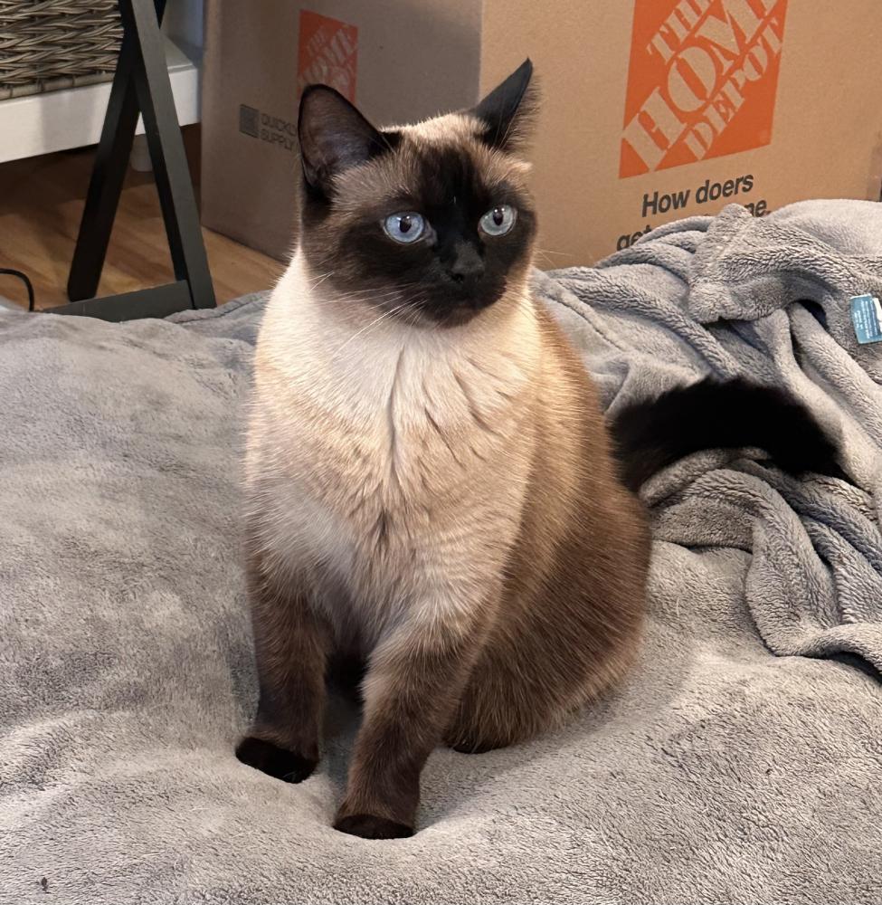 Image of Sunshine, Lost Cat
