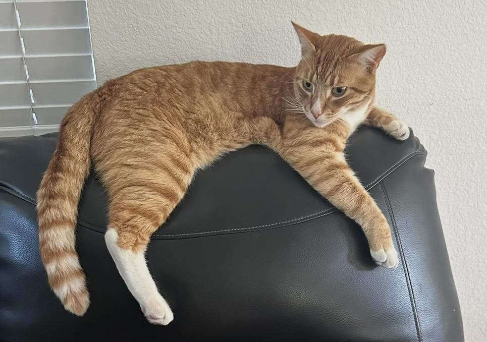 Image of Derek, Lost Cat