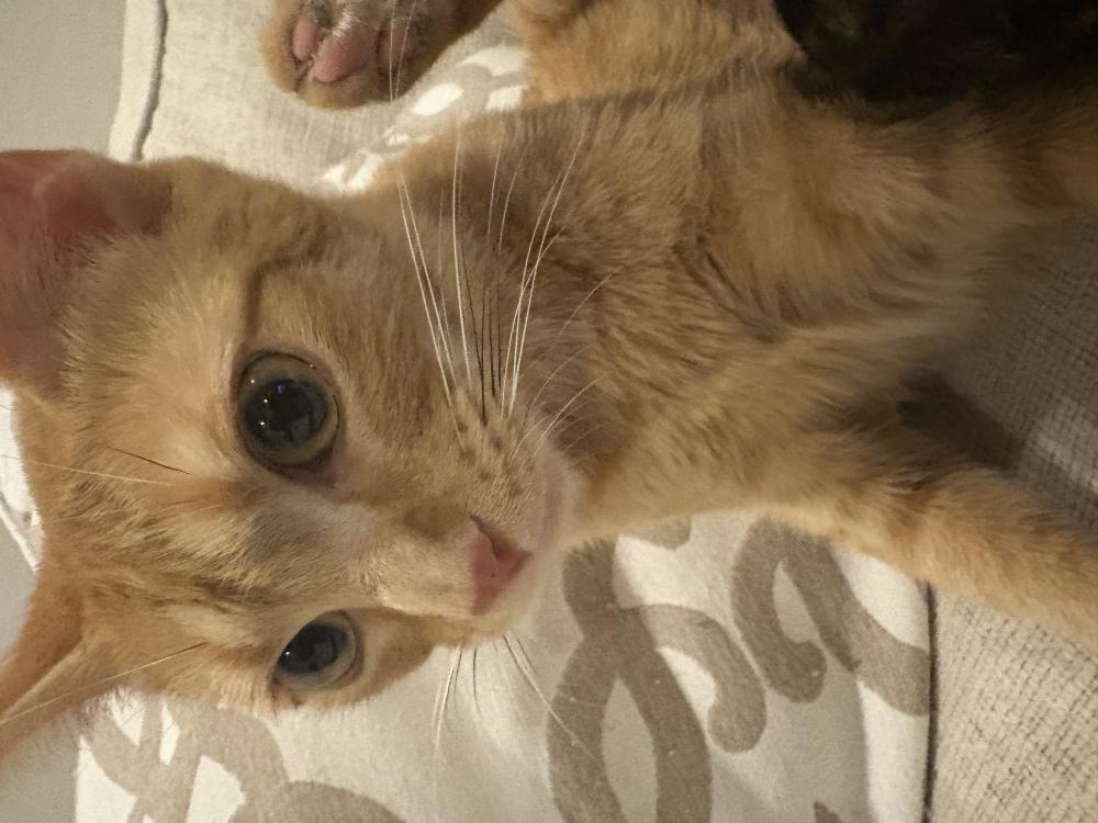Image of Aurora, Lost Cat