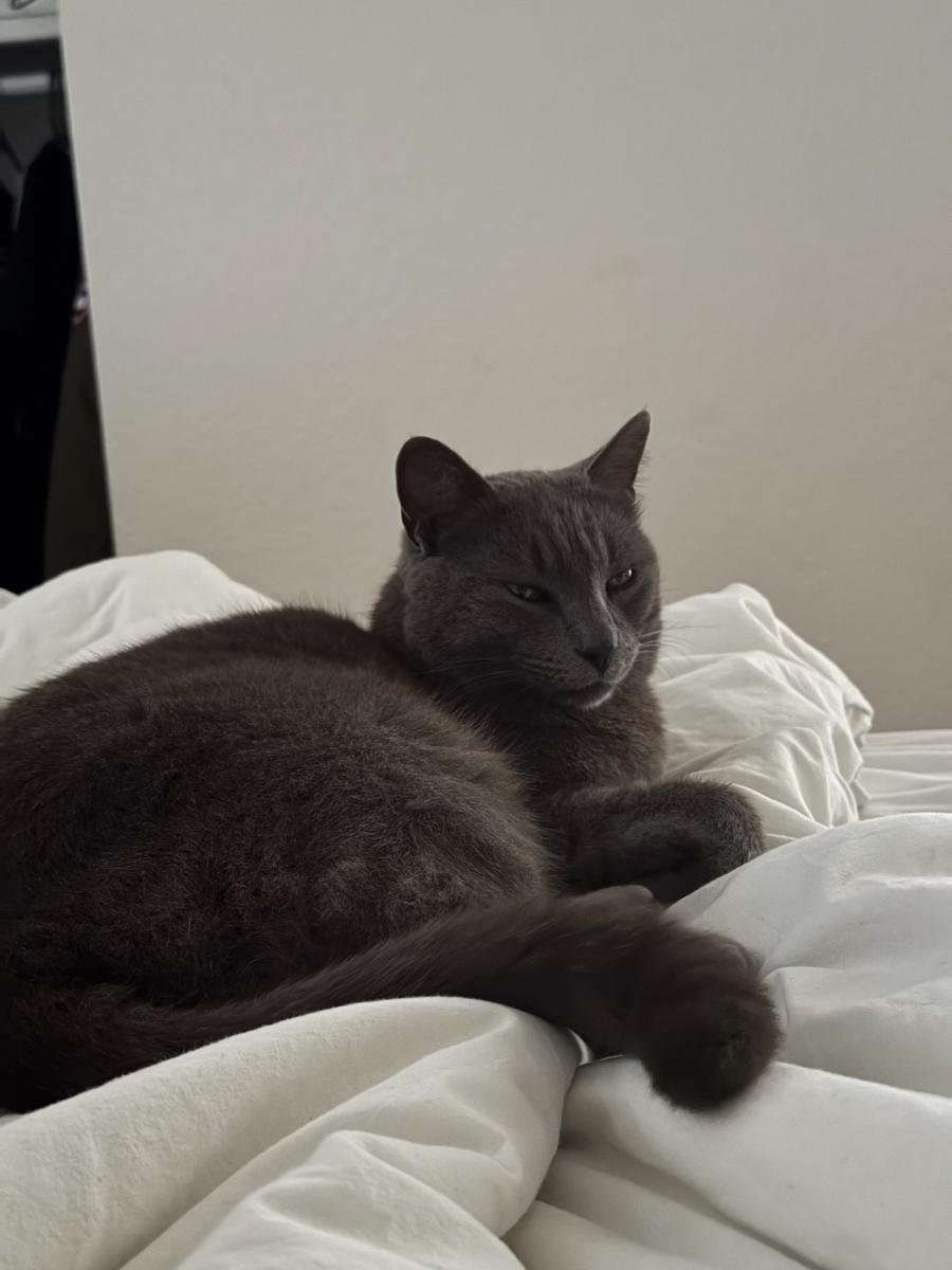 Image of Unknown, Found Cat