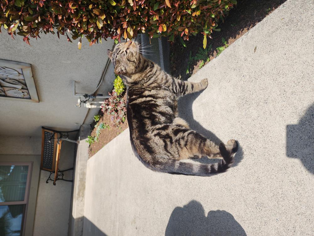 Image of Unknown, Found Cat