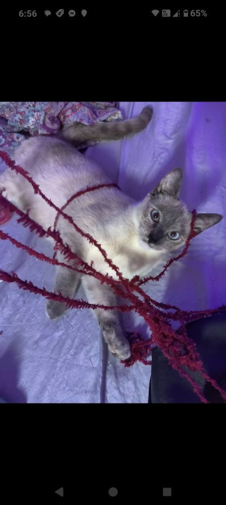 Image of Skadi, Lost Cat