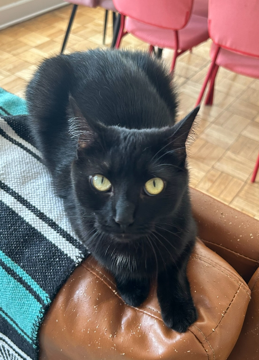 Image of Zelda, Lost Cat