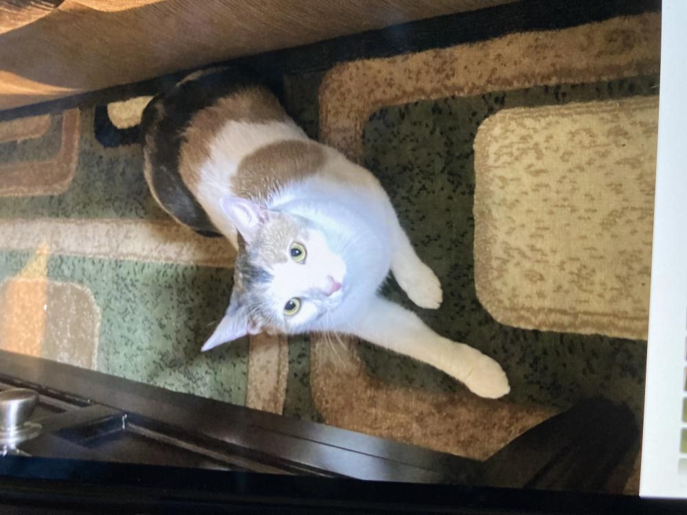 Image of Monkey cat, Lost Cat
