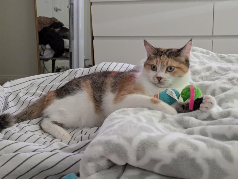 Image of Jamby/Jambon, Lost Cat
