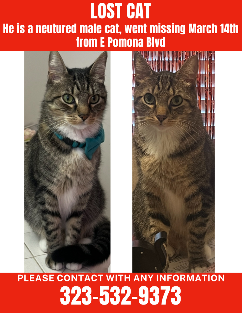 Image of Dex, Lost Cat