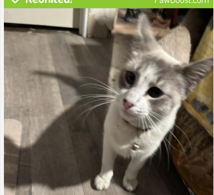 Image of Baby head, Lost Cat