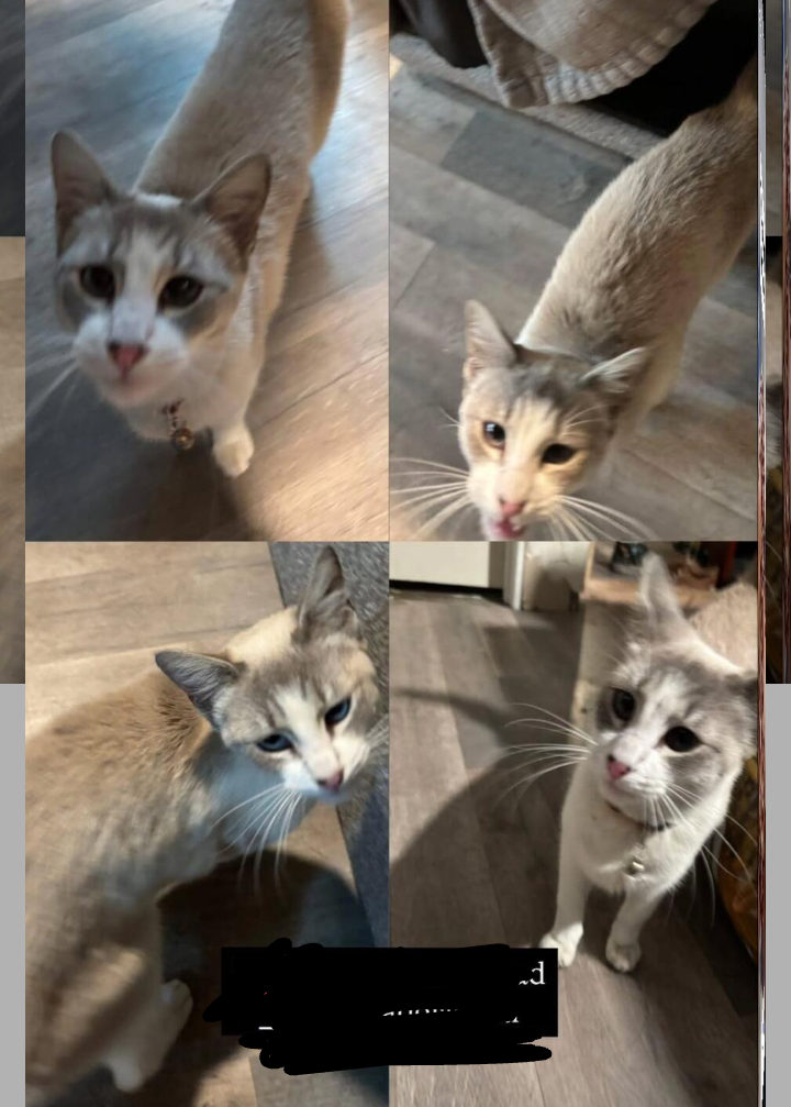 Image of Baby head, Lost Cat
