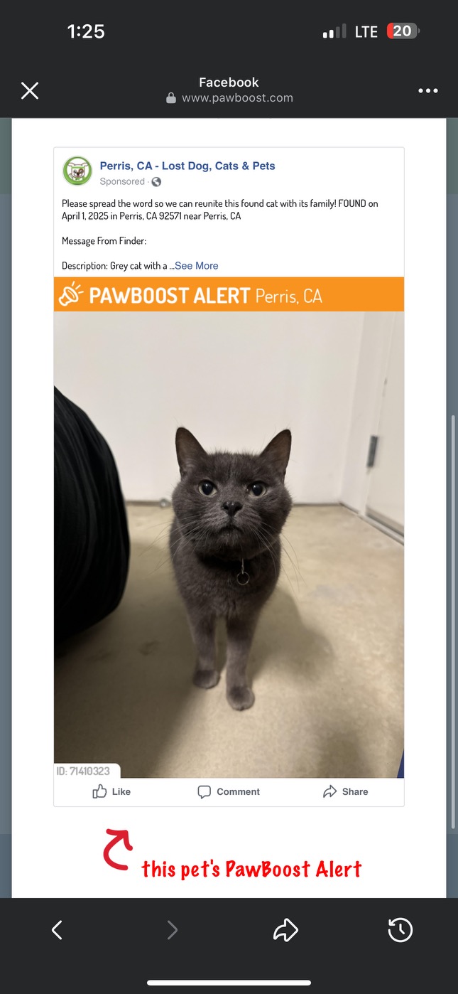 Image of Unknown, Found Cat
