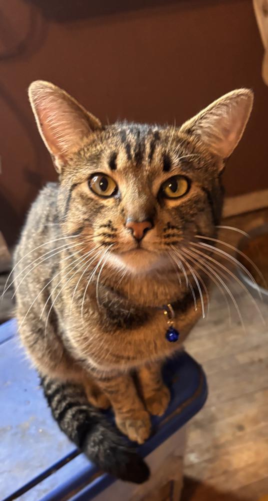 Image of Bean, Lost Cat