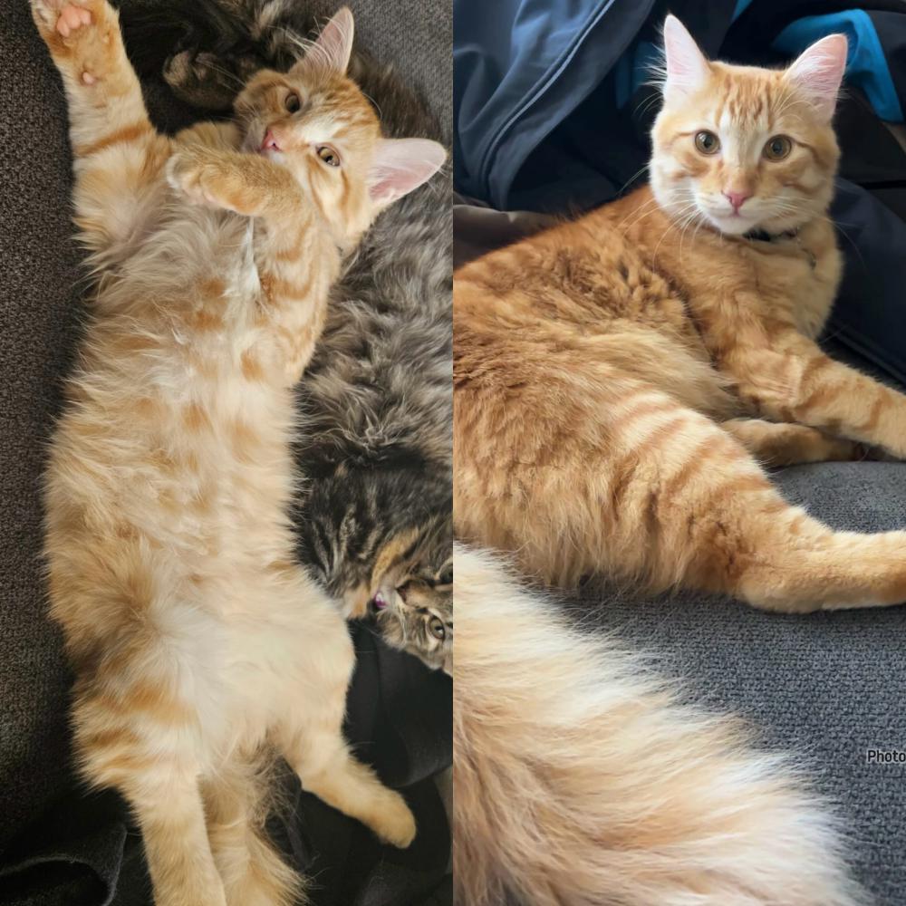 Image of Pugsley, Lost Cat