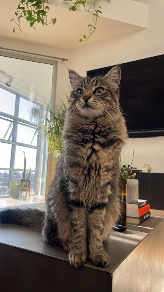 Image of Bash, Lost Cat