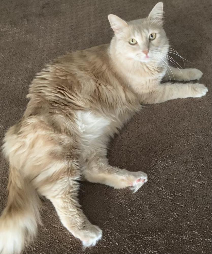Image of roo, Lost Cat
