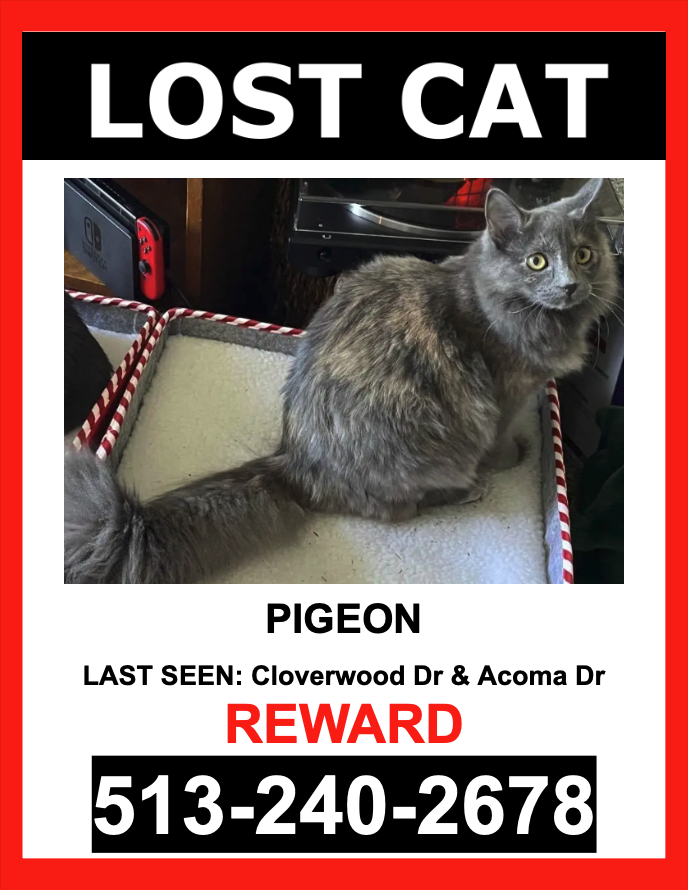 Image of Milo, Lost Cat