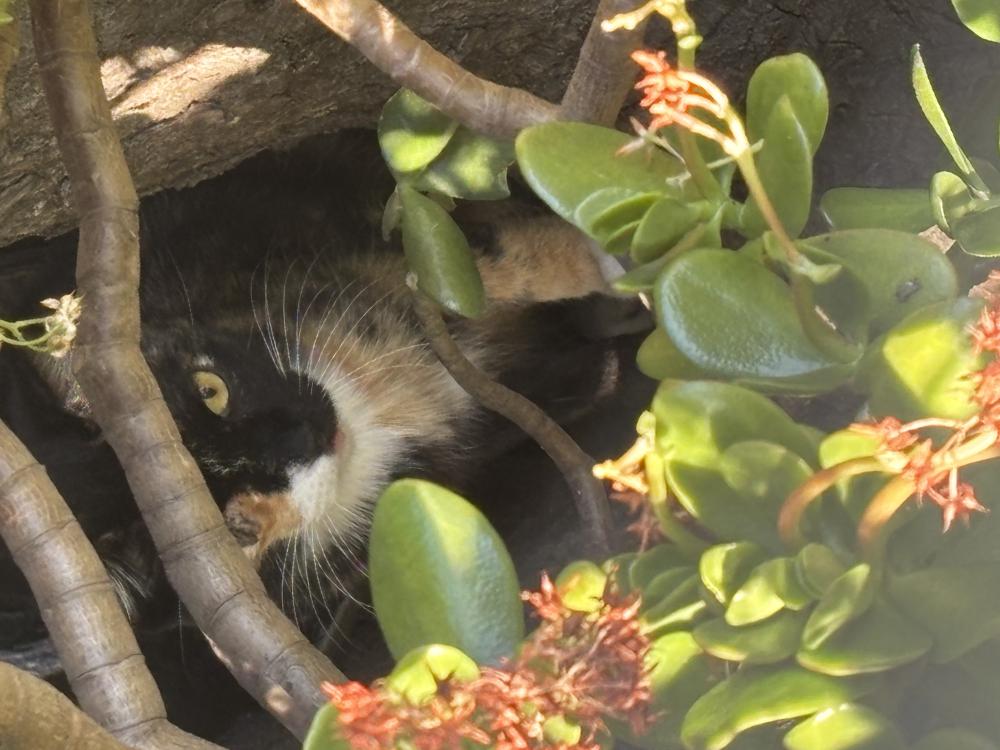 Image of Unknown, Found Cat
