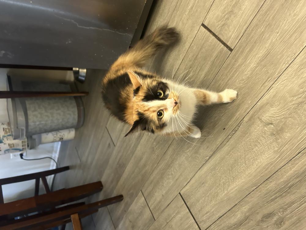 Image of Nala, Lost Cat