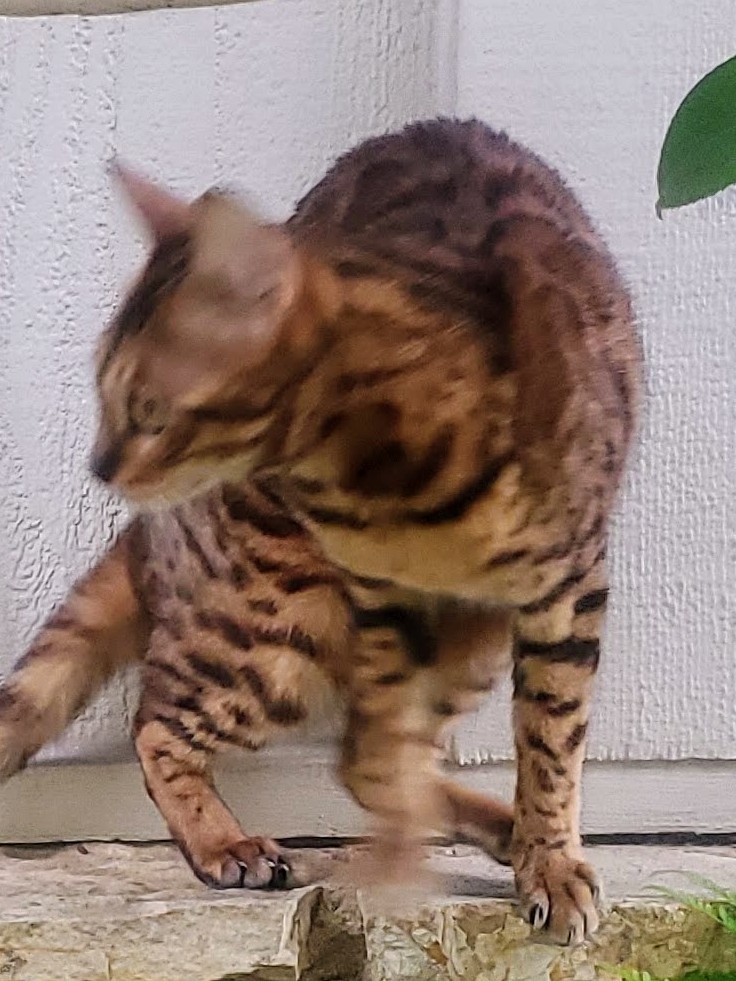Image of Aspasia, Lost Cat