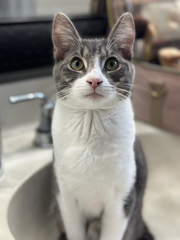Image of Oliver, Lost Cat