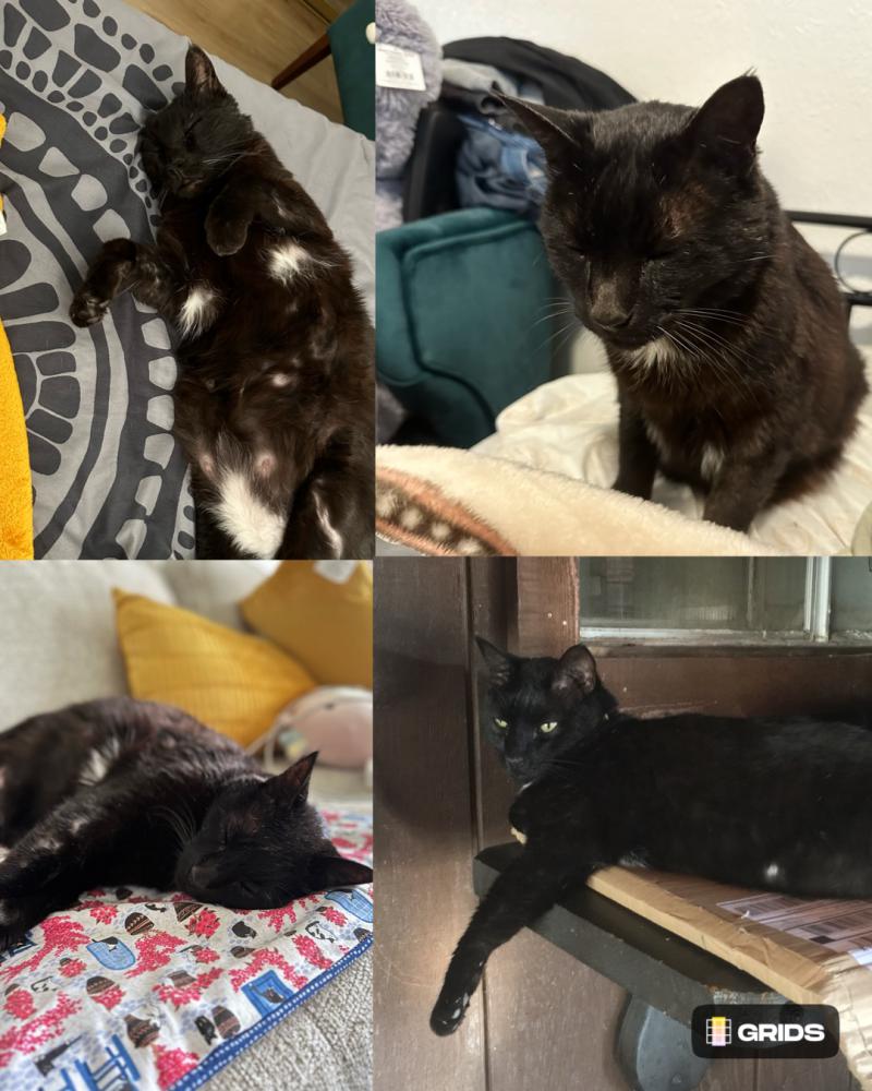 Image of Ozzy, Lost Cat