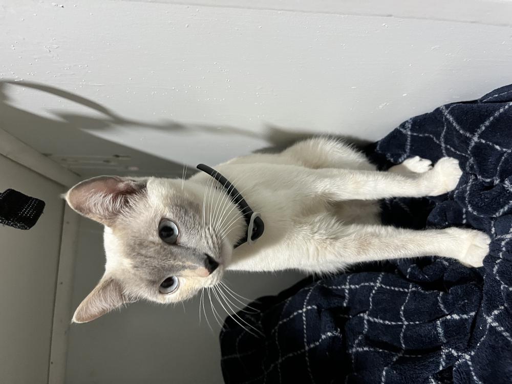 Image of Duvalin, Lost Cat