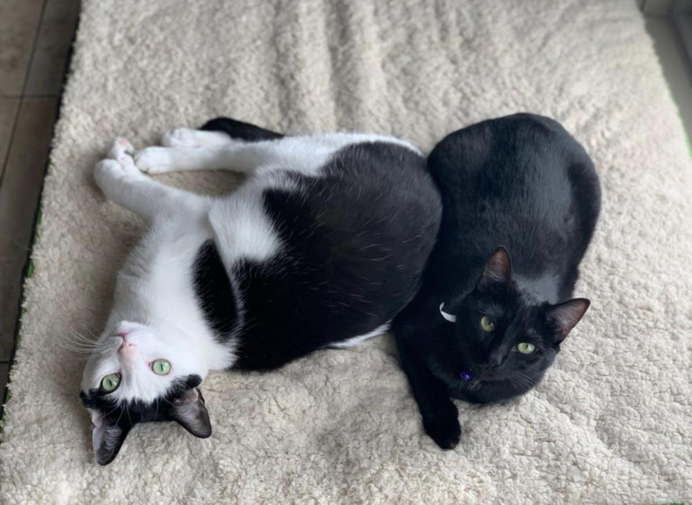 Image of Shanks and Vanellope, Lost Cat