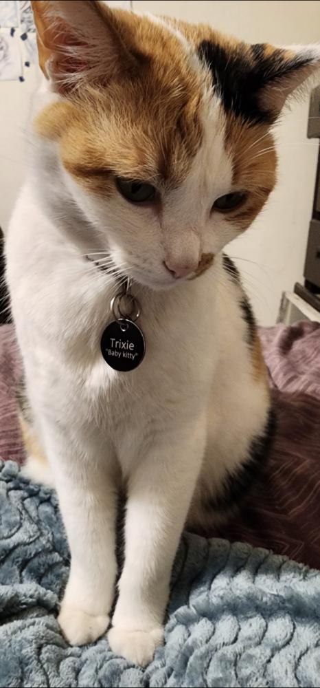 Image of Trixie, Lost Cat
