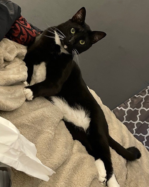 Image of Loki, Lost Cat