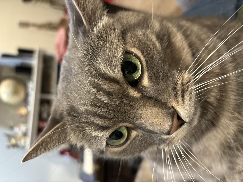 Image of Toffoli, Lost Cat