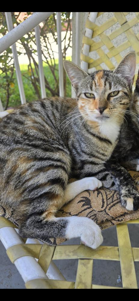 Image of Lulu, Lost Cat