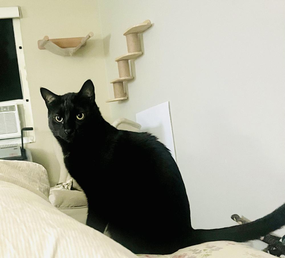 Image of Little Bill, Lost Cat
