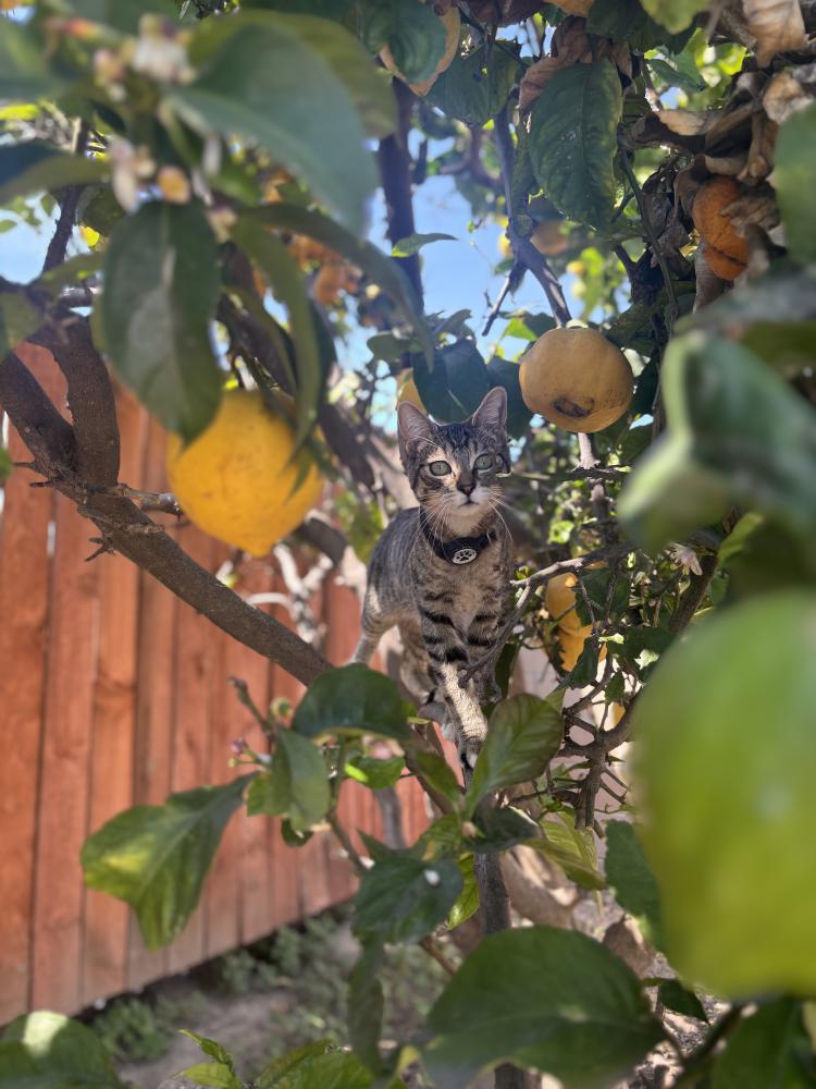 Image of Tommy Pickles, Lost Cat