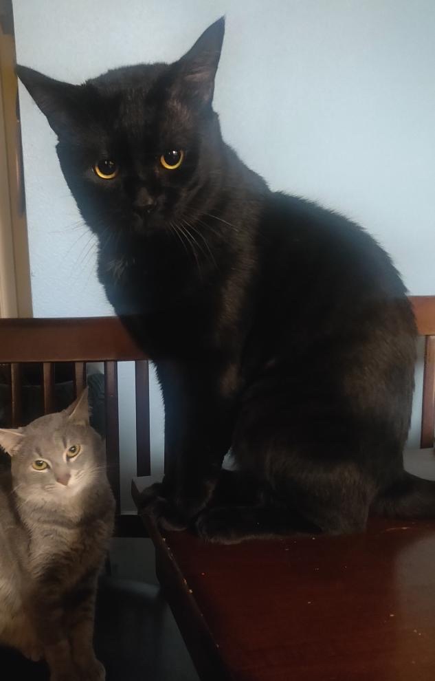 Image of Bandit, Lost Cat