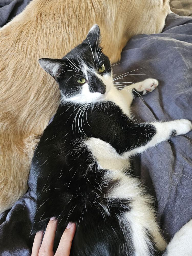 Image of Ziggy, Lost Cat